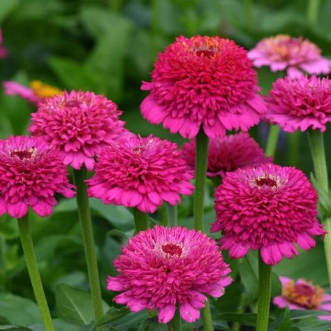 Zinnia e. Zinderella Purple, циния Циндарела Пърпъл - (207)